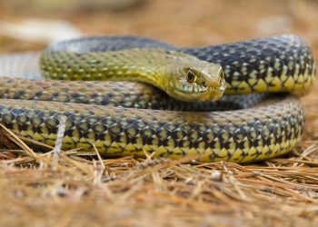 Sorpresa en Valencia: encuentran una culebra bastarda de tres metros dentro del motor de un coche