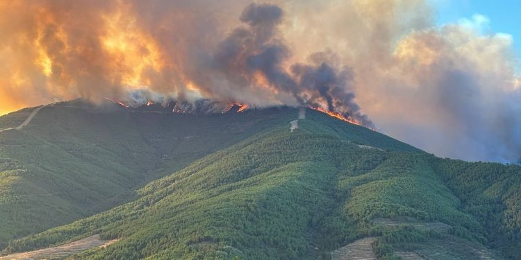 Incendio en Caminomorisco
REMITIDA / HANDOUT por JUNTA DE EXTREMADURA
Fotografía remitida a medios de comunicación exclusivamente para ilustrar la noticia a la que hace referencia la imagen, y citando la procedencia de la imagen en la firma
29/7/2025