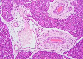 mariano barbacid cnio investigacion cancer pancreas cura ratones 2026