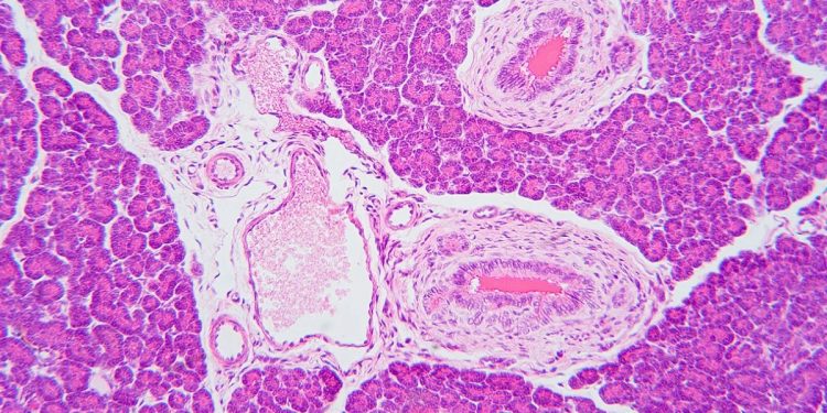 mariano barbacid cnio investigacion cancer pancreas cura ratones 2026