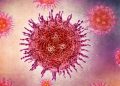 riesgo virus nipah europa brote india febrero 2026