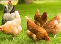 prohibicion gallinas aire libre espana influenza aviar 2026