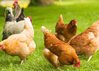 prohibicion gallinas aire libre espana influenza aviar 2026