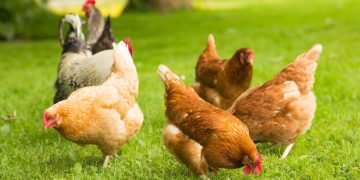 prohibicion gallinas aire libre espana influenza aviar 2026