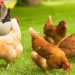 prohibicion gallinas aire libre espana influenza aviar 2026