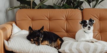 sentencia despido improcedente urgencia veterinaria barcelona