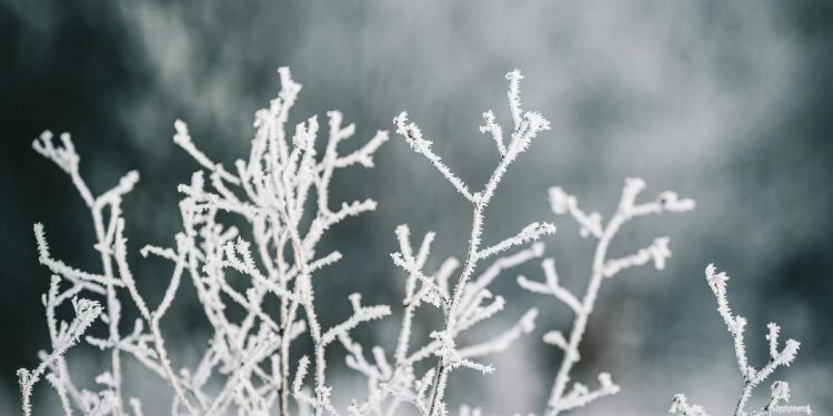Mi imagen