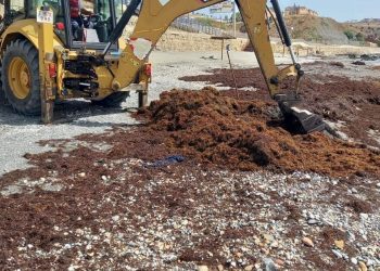 Emergencia ambiental en Ceuta: La Ciudad retira más de 1.200 toneladas de alga asiática en solo una semana