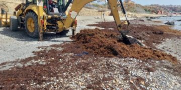 Emergencia ambiental en Ceuta: La Ciudad retira más de 1.200 toneladas de alga asiática en solo una semana