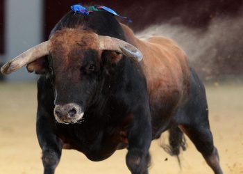 Cartel de la Feria de Hogueras de Alicante 2026: combinaciones, toreros y horarios de los festejos