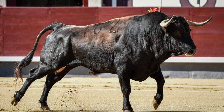 Dónde ver la Feria de Hogueras de Alicante 2026 hoy 25 de junio, cartel y retransmisión televisiva en directo