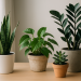 Plantas de interior fáciles de cuidar: guía práctica para un hogar con vida