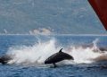 Sorpresa en el Estrecho de Gibraltar: avistan un grupo de más de 50 ‘falsas orcas’