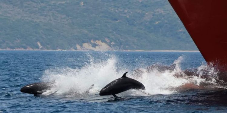 Sorpresa en el Estrecho de Gibraltar: avistan un grupo de más de 50 ‘falsas orcas’