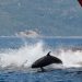 Sorpresa en el Estrecho de Gibraltar: avistan un grupo de más de 50 ‘falsas orcas’