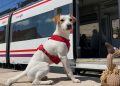 Renfe permitirá viajar con perros de hasta 40 kilos en todos sus trenes a partir del próximo martes
