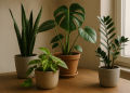 Plantas de interior fáciles de cuidar: guía práctica para acertar a la primera