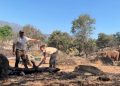 Los bisontes de Robledo de Chavela ejercen de «cortafuegos natural» y salvan una reserva del macroincendio de Madrid