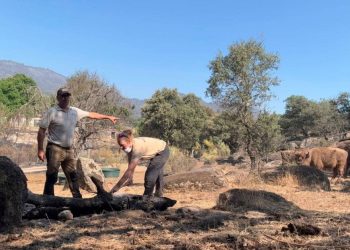 Los bisontes de Robledo de Chavela ejercen de «cortafuegos natural» y salvan una reserva del macroincendio de Madrid