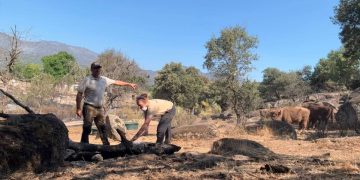 Los bisontes de Robledo de Chavela ejercen de «cortafuegos natural» y salvan una reserva del macroincendio de Madrid