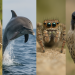 Animales con habilidades extraordinarias: adaptación, instinto y asombro en la naturaleza