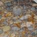 Una madera fosilizada revela 300 millones de años de historia geológica desde la era de Pangea