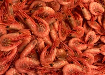 Alerta alimentaria por salmonela en langostinos congelados de Ocean Sea: comprueba el lote afectado