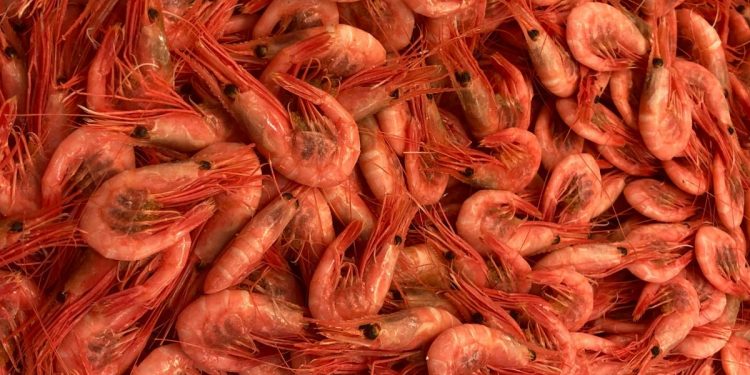 Alerta alimentaria por salmonela en langostinos congelados de Ocean Sea: comprueba el lote afectado