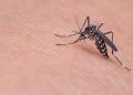Andalucía confirma la primera muerte de la temporada vinculada al virus del Nilo