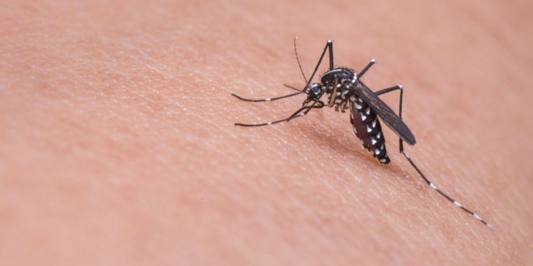 Andalucía confirma la primera muerte de la temporada vinculada al virus del Nilo