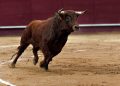 Toros hoy jueves 13 de agosto: quién torea, horarios y dónde ver las novilladas por TV y online