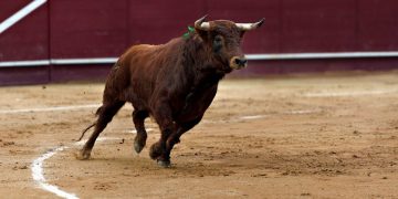 Toros hoy jueves 13 de agosto: quién torea, horarios y dónde ver las novilladas por TV y online
