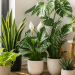 Plantas de interior fáciles de cuidar: guía práctica para elegir y mantenerlas