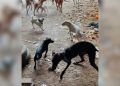 Rescatan en Pinos Puente a 20 perros en grave estado entre basura, restos de comida y excrementos