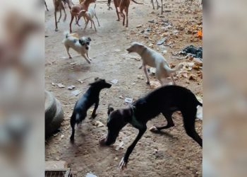 Rescatan en Pinos Puente a 20 perros en grave estado entre basura, restos de comida y excrementos