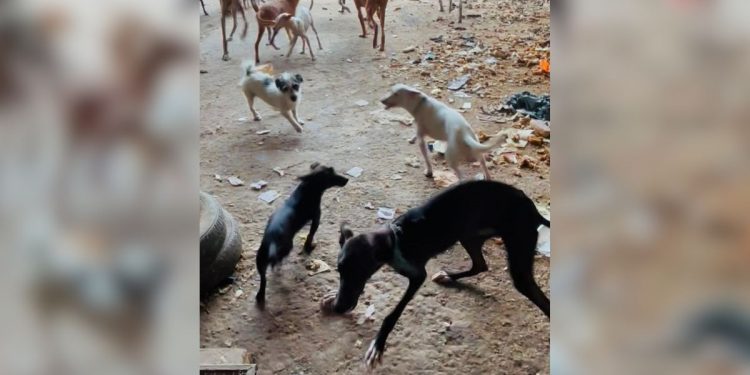 Rescatan en Pinos Puente a 20 perros en grave estado entre basura, restos de comida y excrementos