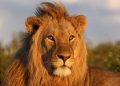 Dispositivo de búsqueda en la sierra de San Vicente por la posible presencia de un león o un mastín tibetano a la fuga
