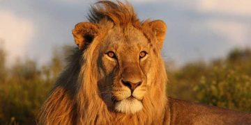 Dispositivo de búsqueda en la sierra de San Vicente por la posible presencia de un león o un mastín tibetano a la fuga