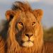 Dispositivo de búsqueda en la sierra de San Vicente por la posible presencia de un león o un mastín tibetano a la fuga