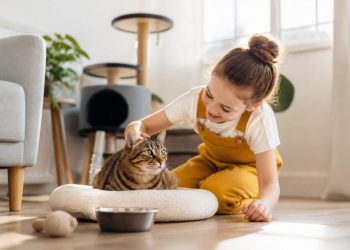 Cuidados básicos para que tu gato esté sano y feliz: guía práctica