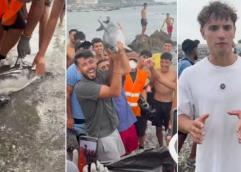 Denuncian ante la Guardia Civil la muerte a golpes de una cría de delfín protegido en una playa de Ceuta