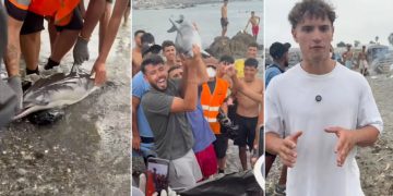 Denuncian ante la Guardia Civil la muerte a golpes de una cría de delfín protegido en una playa de Ceuta