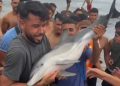Ceuta exige justicia tras la muerte de un delfín maltratado