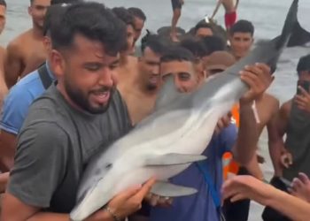 Ceuta exige justicia tras la muerte de un delfín maltratado