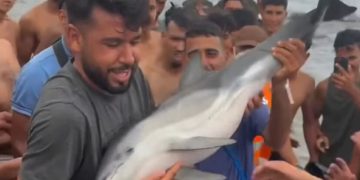 Ceuta exige justicia tras la muerte de un delfín maltratado