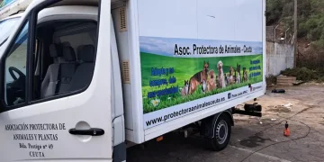 Ceuta: La Protectora insiste en rigor sobre gatos desaparecidos
