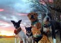 La Audiencia Nacional admite como acusación popular a una asociación dirigida por cuatro perros y un gato