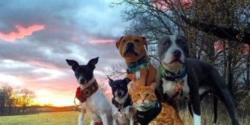 La Audiencia Nacional admite como acusación popular a una asociación dirigida por cuatro perros y un gato
