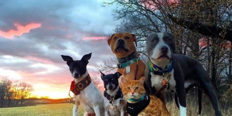 La Audiencia Nacional admite como acusación popular a una asociación dirigida por cuatro perros y un gato