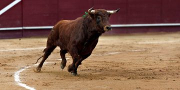 Toros hoy, viernes 11 de septiembre: carteles, horarios y espadas en Albacete, Valladolid y Salamanca
